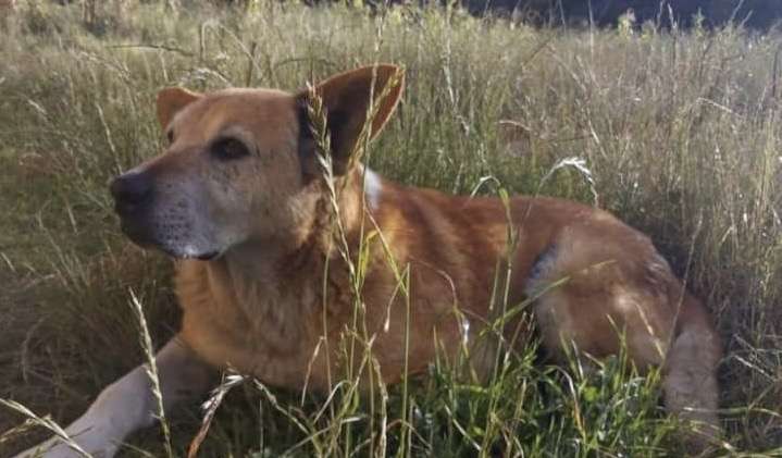 Jornada de cuidado y bienestar por el Día Mundial de los Animales en Fúquene