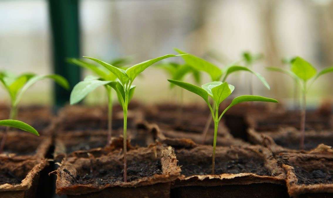 La Mesa recibe 2.200 plantas nativas para fortalecer la reforestación y preservar áreas hídricas