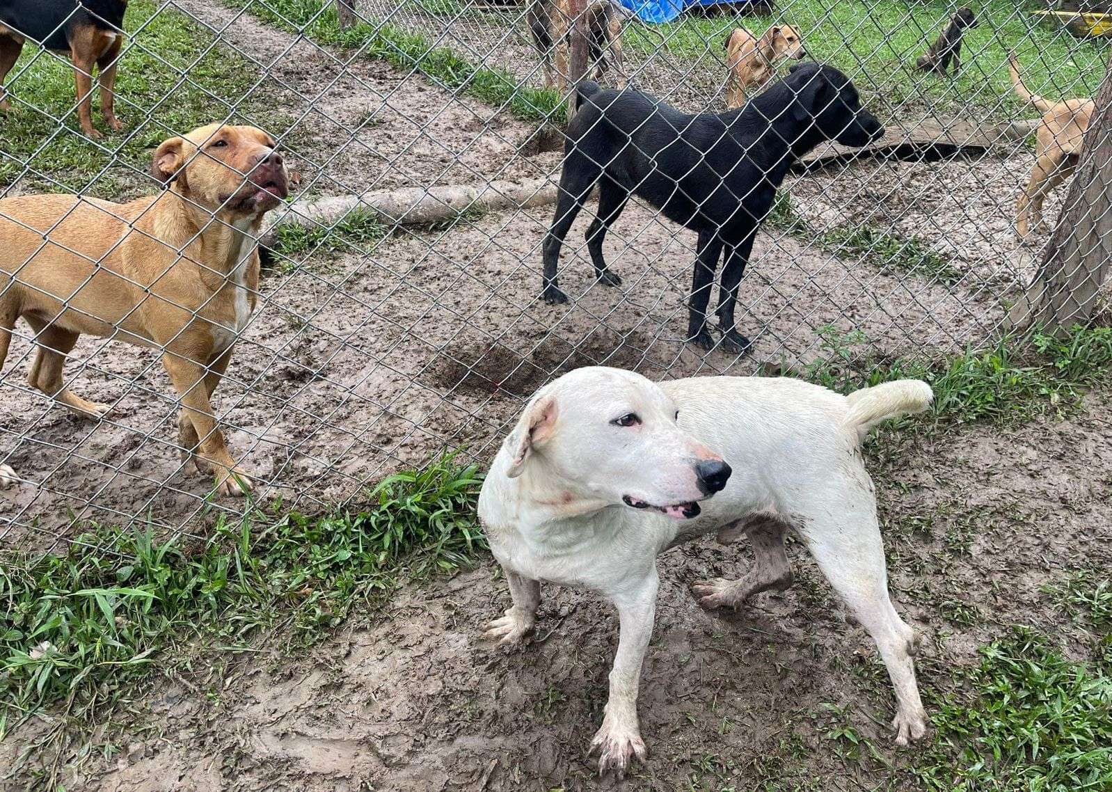 Visita de inspección a la Fundación Patitas Inocentes en Silvania