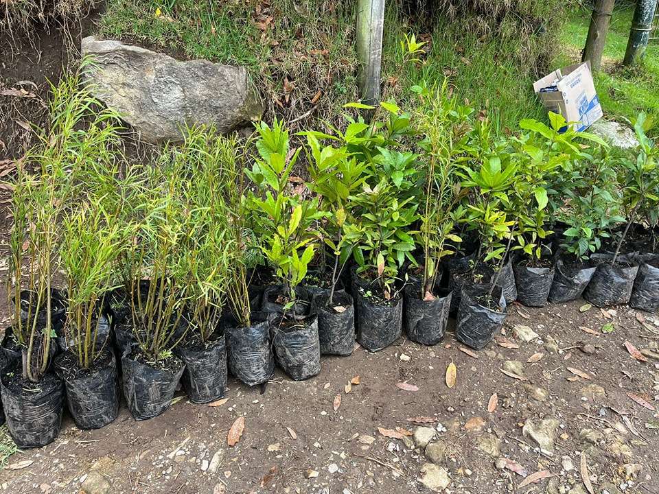 Exitosa sembratón de árboles nativos en la vereda Sabaneta, en La Vega