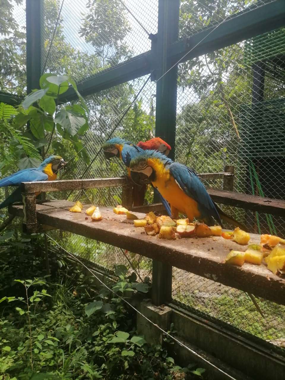 CAR Y Corporinoquia liberaron 48 animales silvestres