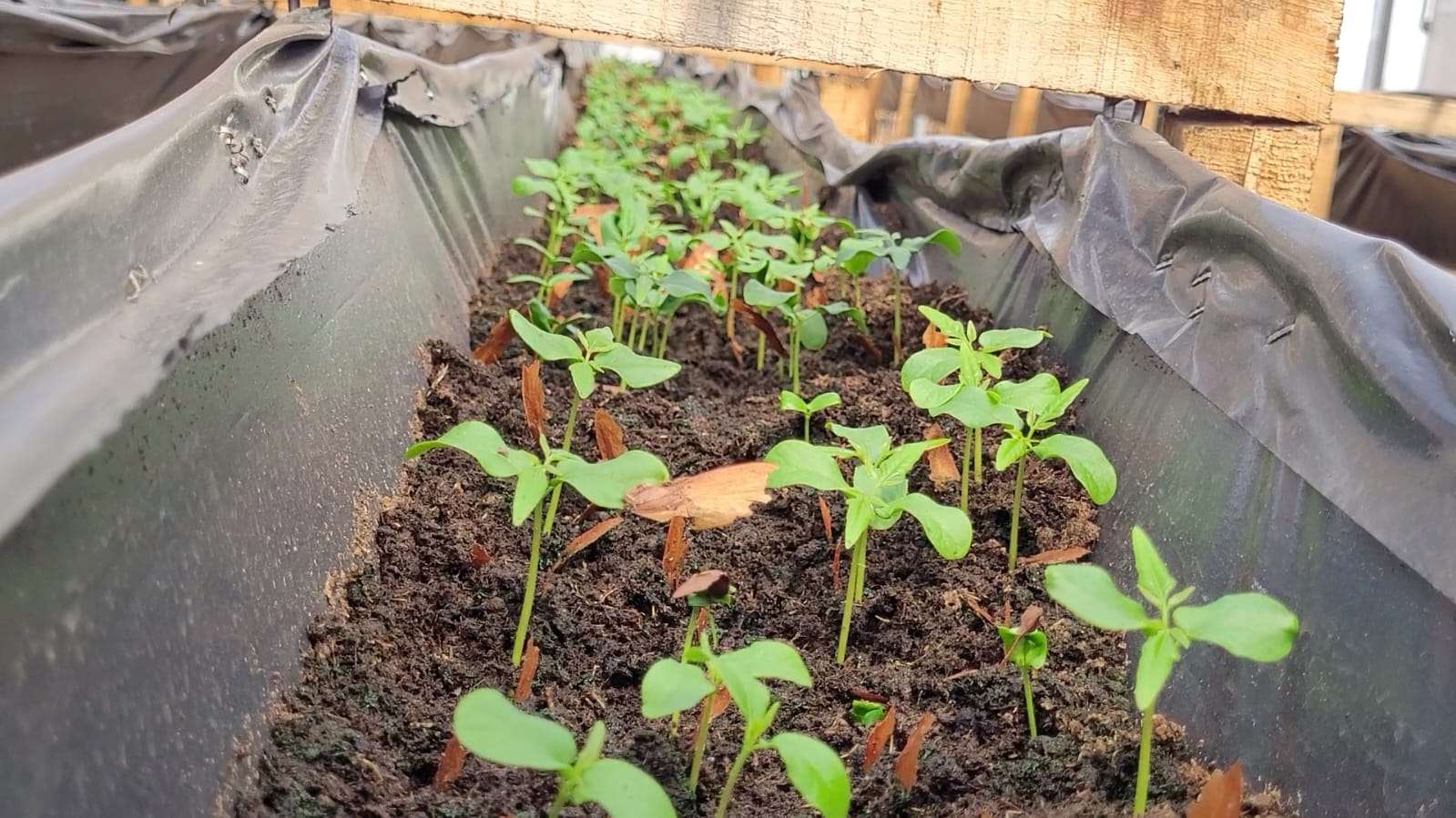 Cundinamarca reforesta para combatir el Cambio Climático