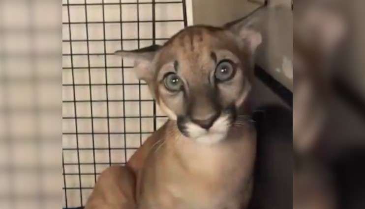 Fundación Zoológico Santacruz atenderá a bebé de puma rescatada