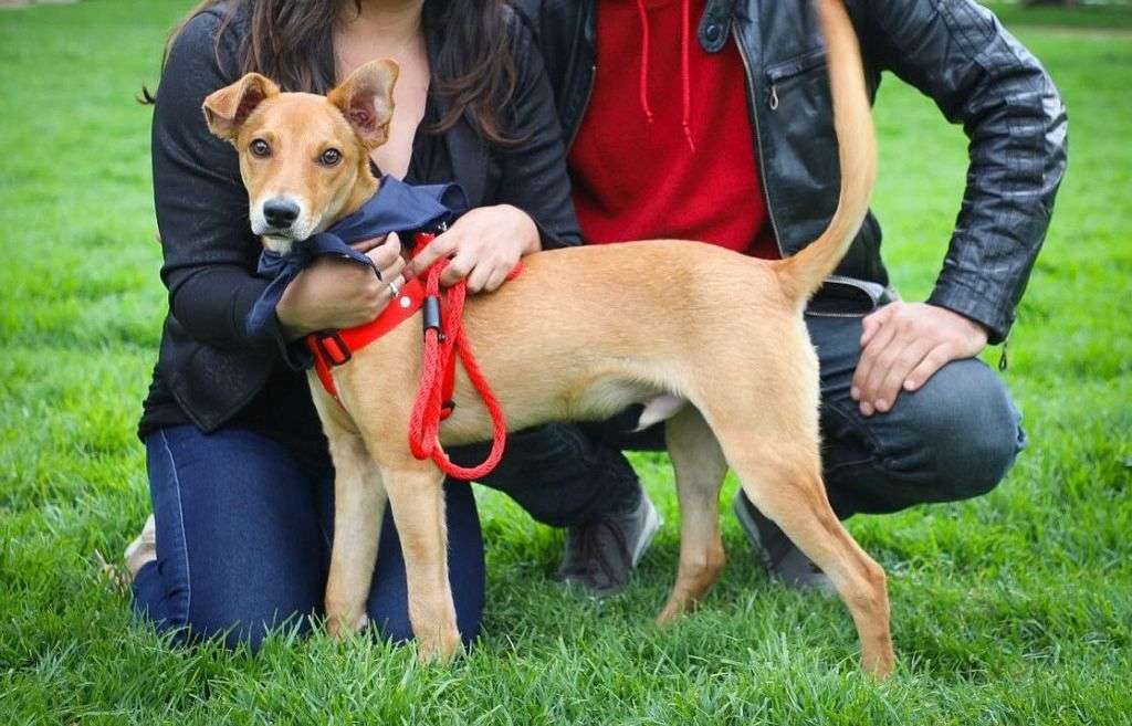 Fallo que considera a mascotas como integrantes de la familia abre más preguntas que respuestas: abogado Jimmy Jiménez