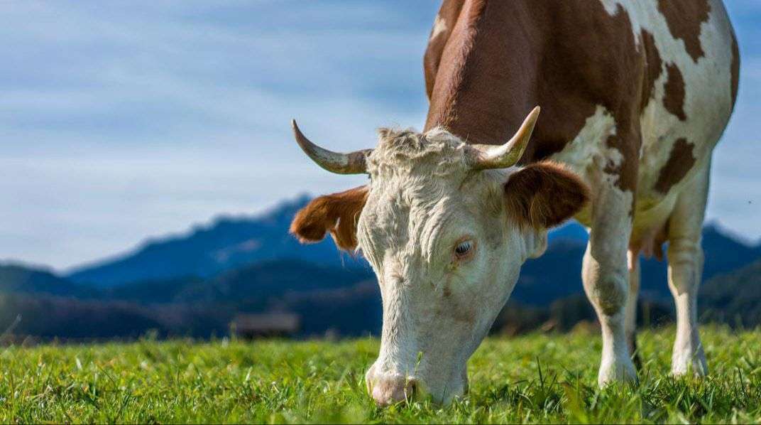Convocan a productores bovinos para jornadas de bienestar animal en Tibirita