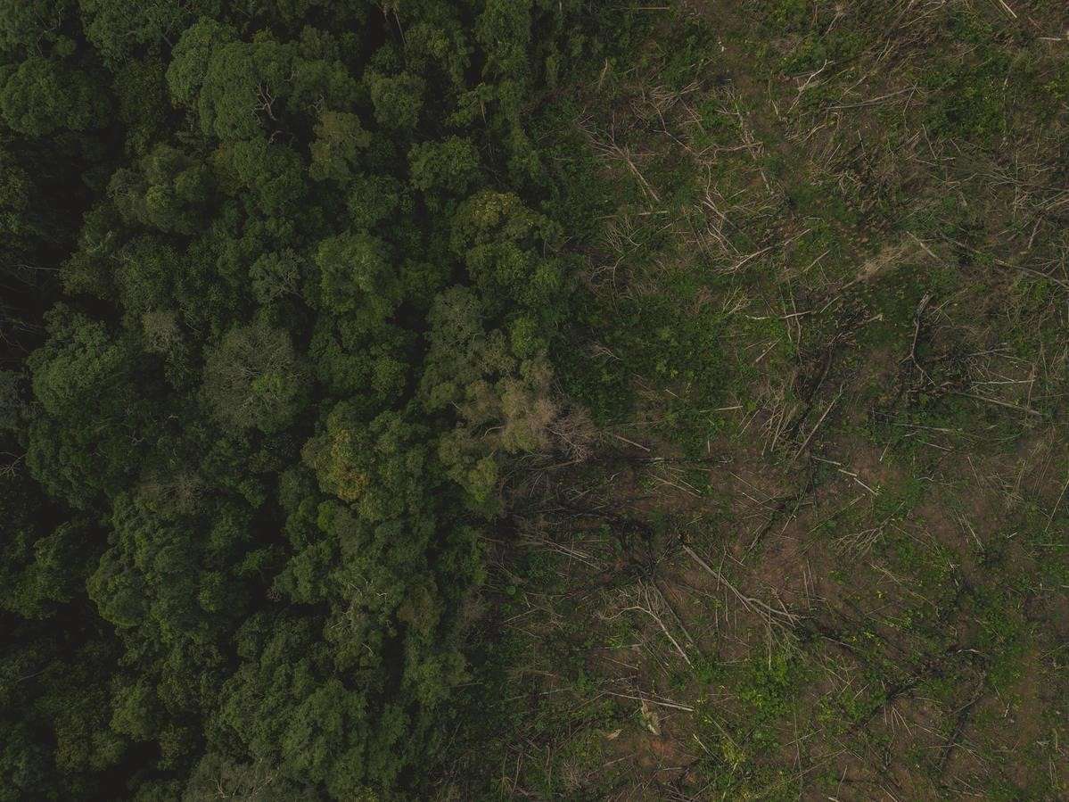 Cifra de deforestación en Colombia se redujo en un 36% en 2023