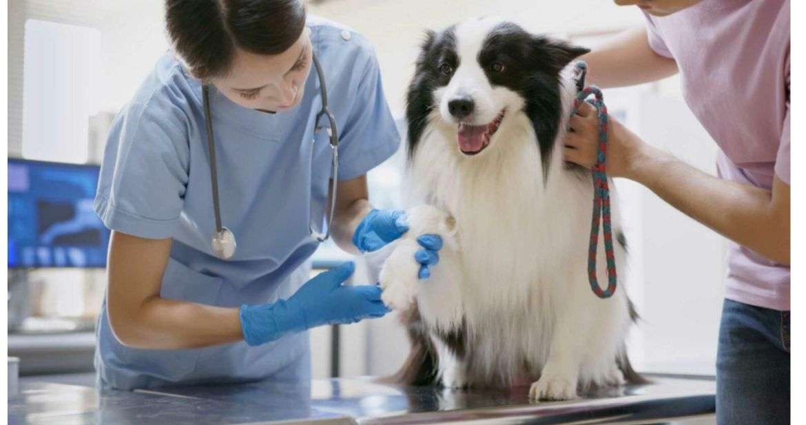 Jornada de esterilización en Gachetá