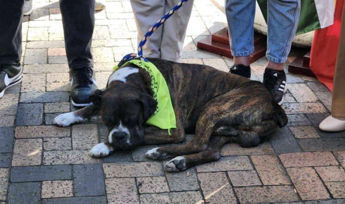 Estado de salud de Jack tras rescate en Cajicá conmociona y alcaldía se pronuncia