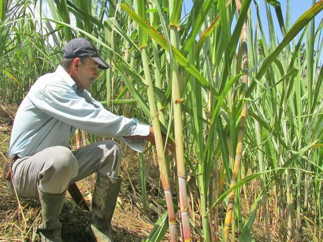 Gachalá promueve certificación de competencias laborales en cultivo de caña panelera
