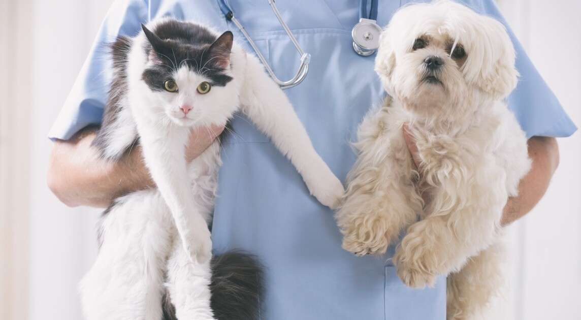 Congreso aprueba ley nacional de esterilización de gatos y perros