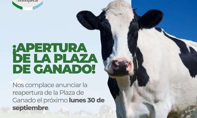 Reapertura de la plaza de ganado en Simijaca.