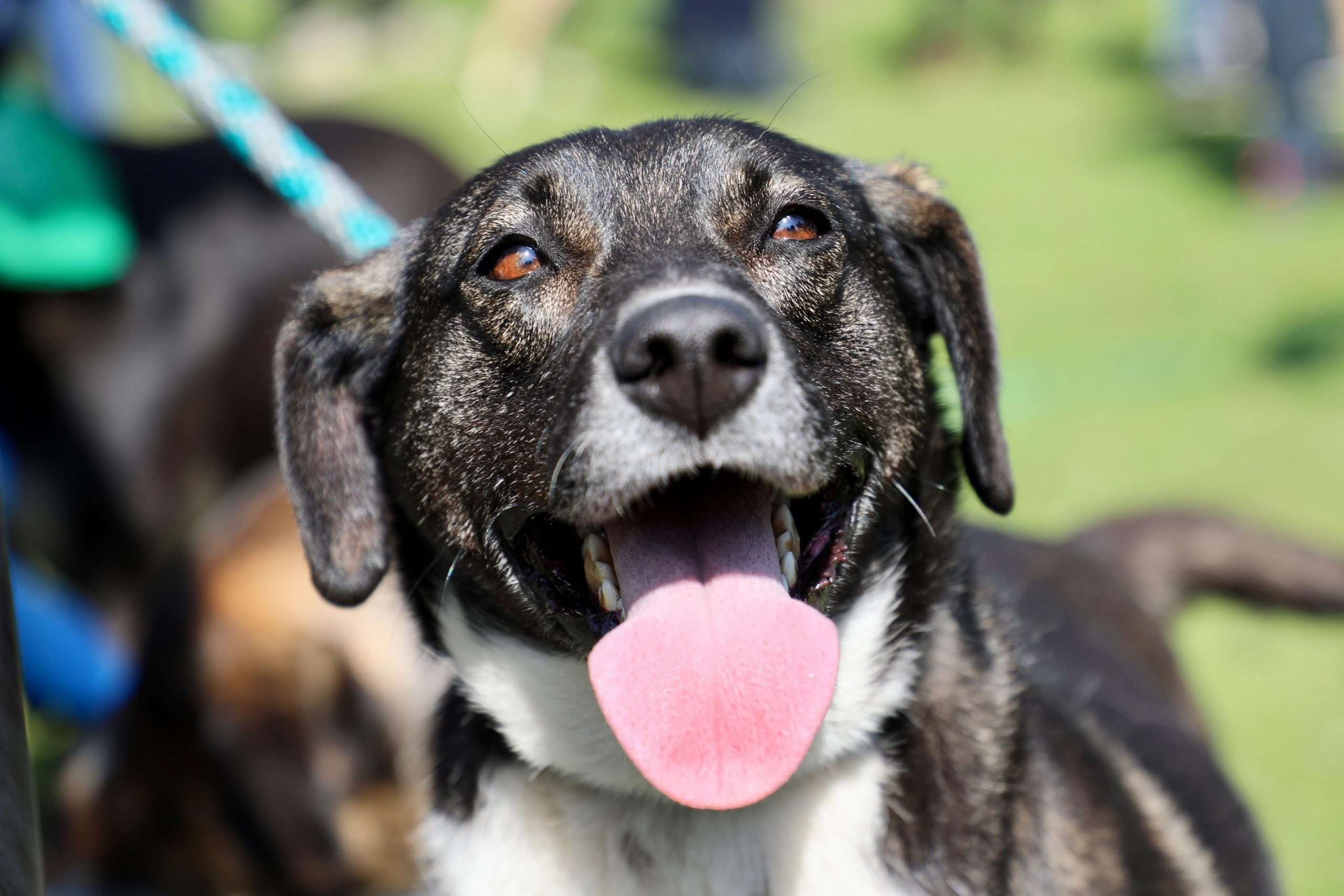 Sé parte de la Misión 300 y amplía tu familia multiespecie