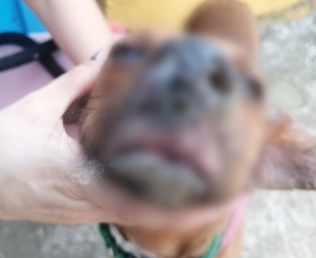 Condenas por casos de maltrato animal en Antioquia y Cundinamarca