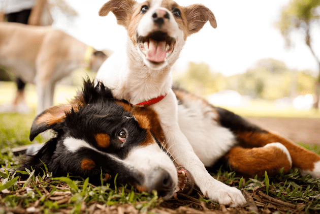 Cachipay celebra el Día Mundial de los Animales