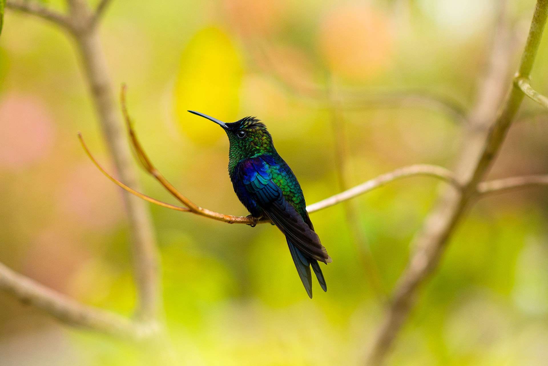 Conservación de las aves, eje fundamental para el aviturismo en Cundinamarca