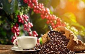 Con importantes estrategias La Mesa potencializará al sector cafetero