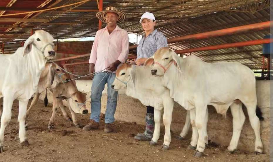 Prepárese para la feria ganadera en Caparrapí