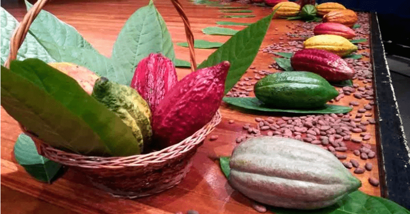 Colombia duplica sus exportaciones de cacao y derivados en los primeros nueve meses de 2024