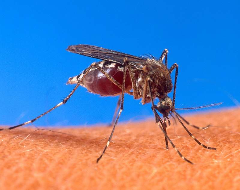 Alerta en Cundinamarca por aumento de casos de dengue