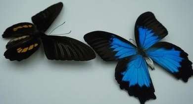 El misterio del Salto de los Duendes: entre mariposas azules y negras