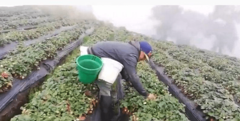 Sibaté mejoraría la calidad de la fresa
