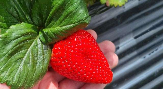 Fresas de Sibaté conquistan el mercado francés