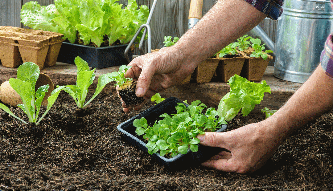 Exitosa práctica de “Huerta Casera y Especies Menores” en Tocancipá