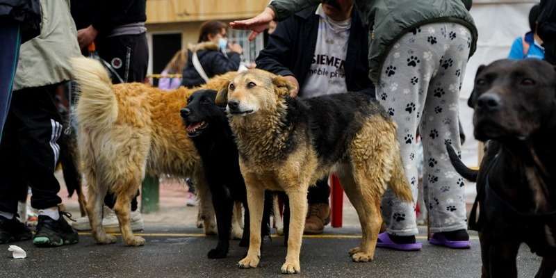 Se abre convocatoria para la Junta Defensora de Animales en Cachipay