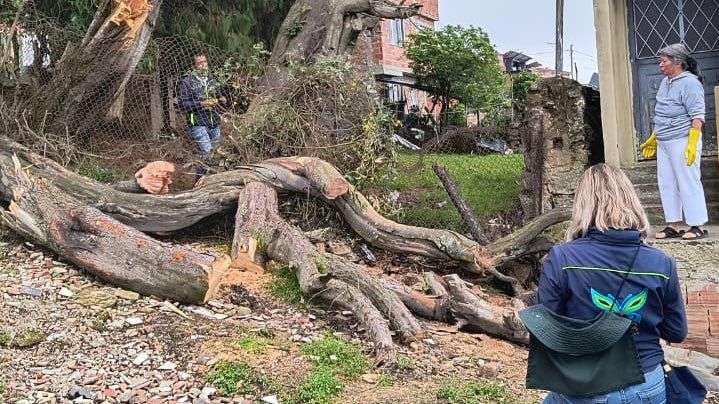 Árbol caído en la vereda San José de La Calera genera alerta por riesgo eléctrico