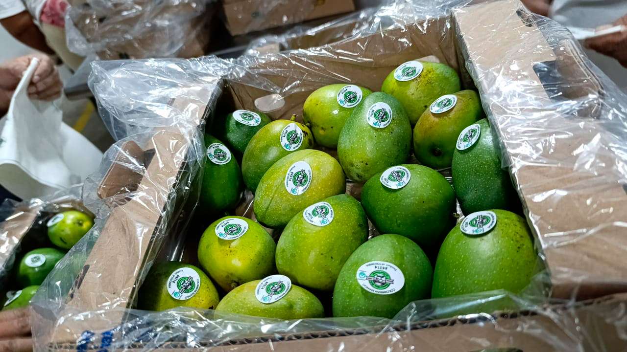 Colombia exporta 13 toneladas de mango de azúcar hacia Estados Unidos por vía marítima