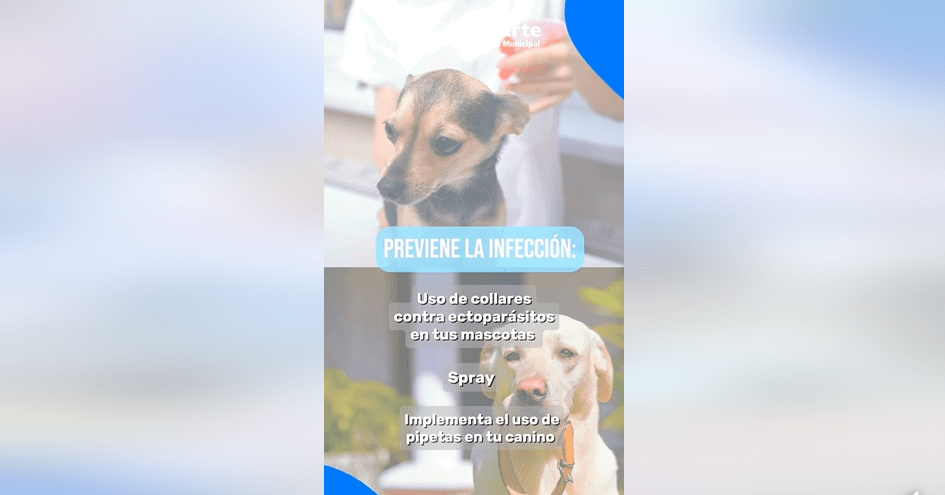 Prevención de Leishmaniasis Visceral canina en Ricaurte