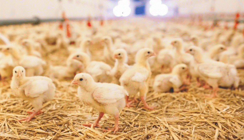 Ministerio de Agricultura lanza proyecto para fortalecer la industria avícola de Anolaima