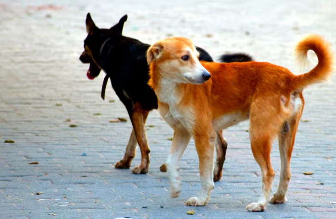 Celebración del día mundial de los animales con jornada especial en Gachetá
