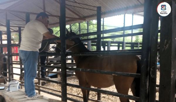 Jornada de vacunación equina en Apauta y Sabaneta