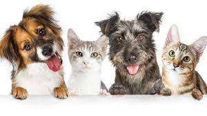 Adopta y transforma una vida en el Día Mundial de los Animales