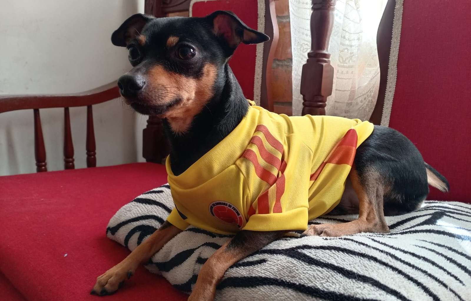 Cuidemos nuestras mascotas en medio de la celebración