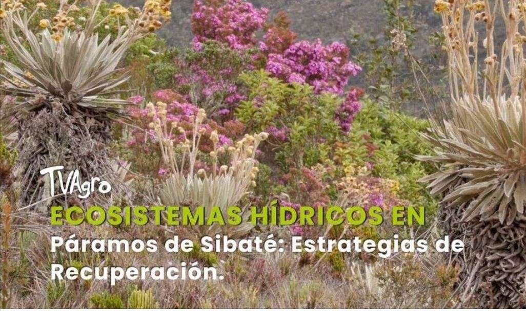 Restauración de predios en la vereda Romeral en Sibaté