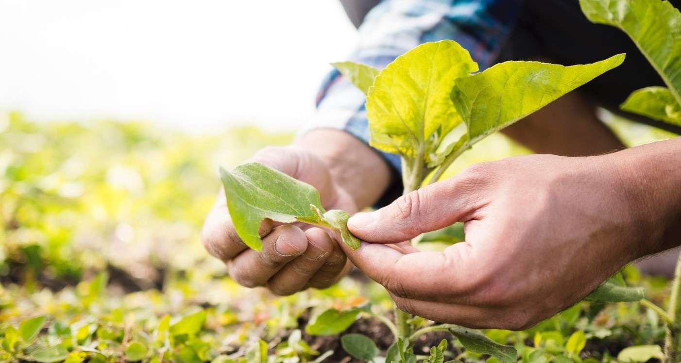 Paime se fortalece con el programa “Ruta Verde para Todos” en alianza con Cundinamarca