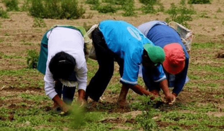 Inscripciones abiertas para la Tarjeta Sembrando 2.0 en Cundinamarca