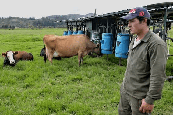 SIC le apuesta a que se pague lo justo a productores de leche