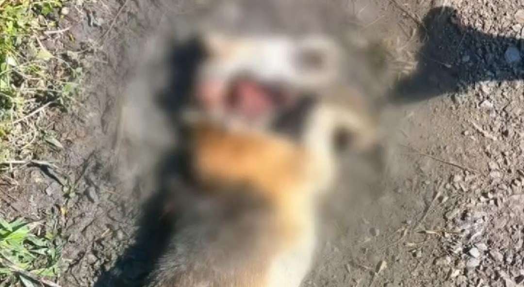 Comunidad de Ubaque denuncia el asesinato de mascotas en zona rural