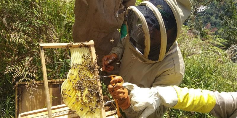 Inscripciones abiertas para nuevo proyecto apícola en Machetá