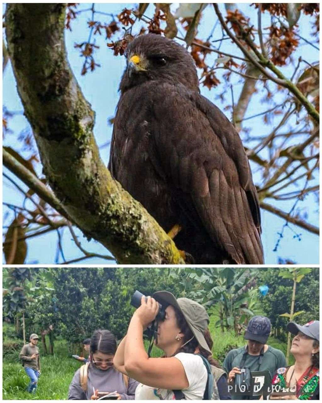 Sasaima se prepara para el Quinto Encuentro Binacional de Avisturismo