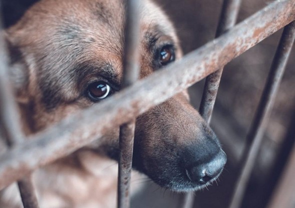 Cundinamarca intensifica la lucha contra el maltrato animal