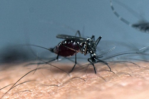 Aumentan casos de dengue y fiebre amarilla en Colombia