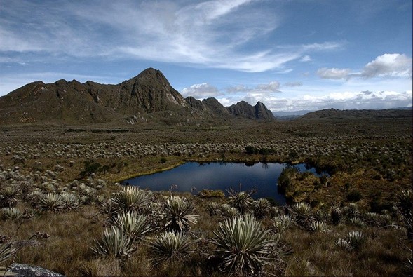 https://es.wikipedia.org/wiki/P%C3%A1ramo_de_Sumapaz 