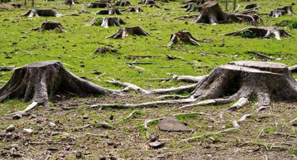 Tala ilegal de 300 árboles en Nariño Cundinamarca