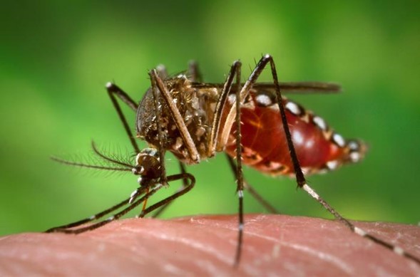 Alerta por Fiebre Amarilla en el país