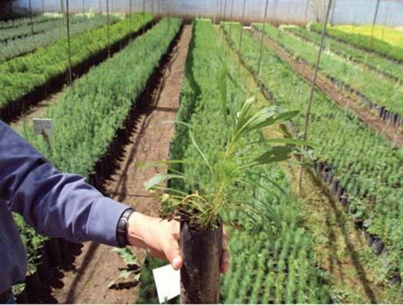 Inauguran vivero rural con capacidad para 40.000 plántulas al año para restaurar la cuenca del río Ubaté