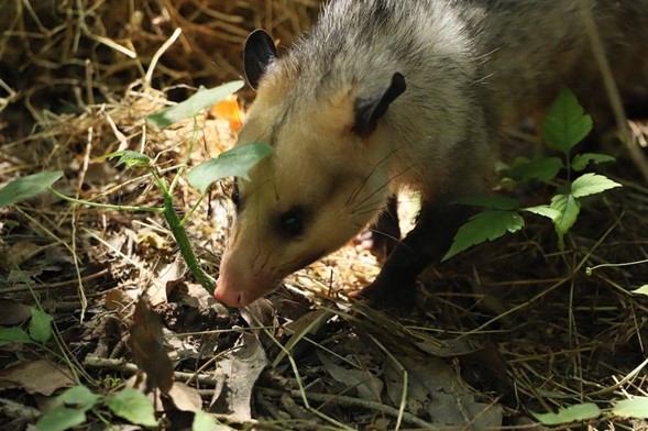 Alerta por aumento del tráfico ilegal de animales silvestres